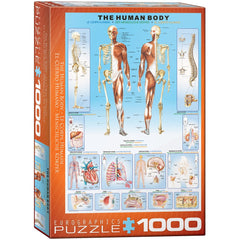 Puzzle - Eurographics - The Human Body 1000pc