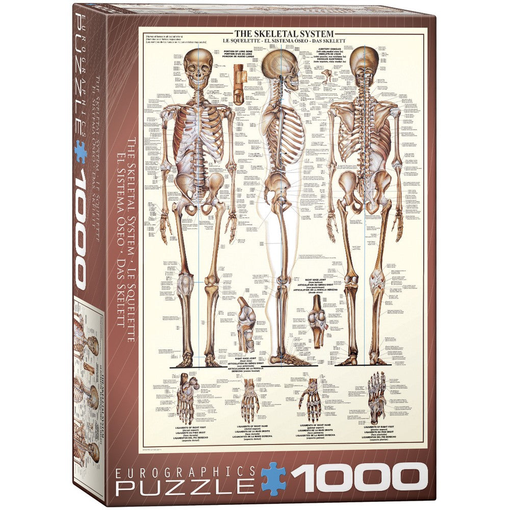 Puzzle - Eurographics - The Skeletal System 1000pcs