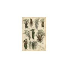 PREORDER WETA - The Lord of the Rings Trilogy - Art Print - Ents of Fangorn Forest