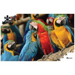 PREORDER Puzzle - BMS - Macaws