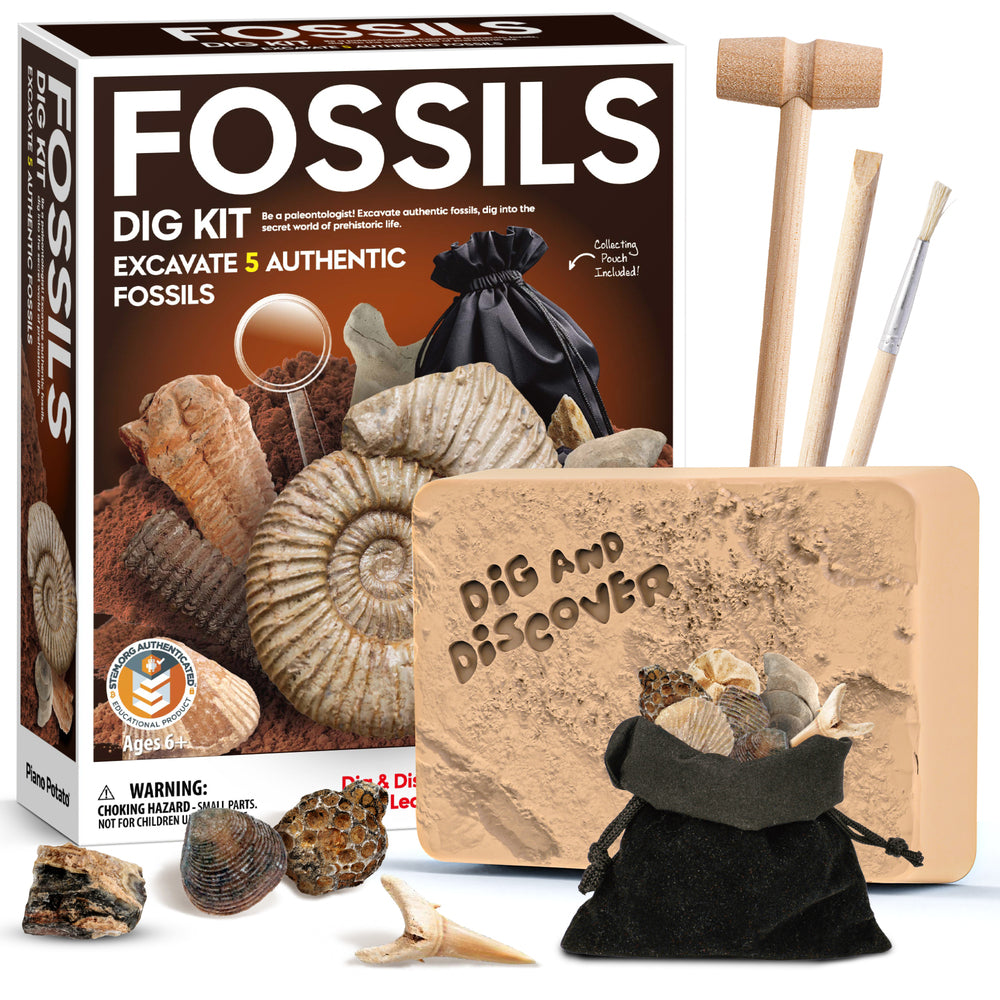 PREORDER Fossil Dig Kit