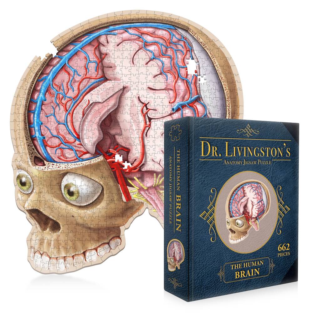 Dr. Livingstons Anatomy Jigsaw Puzzle: The Human Brain